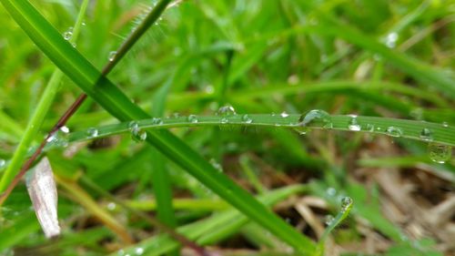 Close-up of wet spider web on plant during rainy season