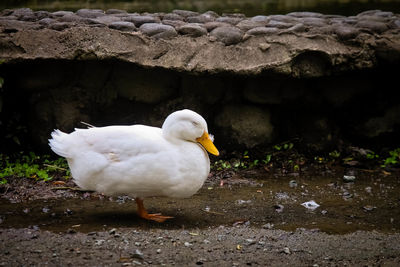 Close-up of swan on rock