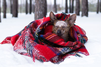 Little dog with big ears wrapped in red checkered plaid on a snow in winter forest.