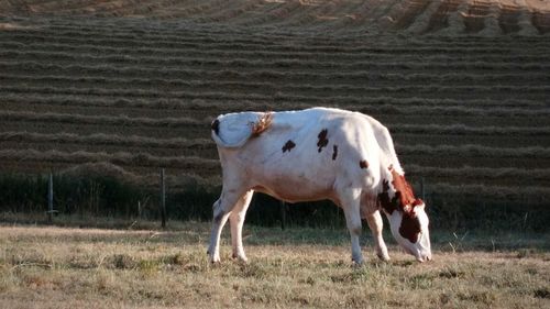 Cow standing in a field