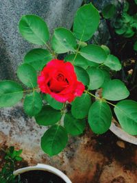 Close-up of red rose