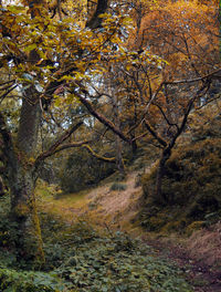 Trees in forest during autumn