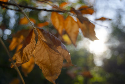 Close-up of autumnal leaves against blurred background