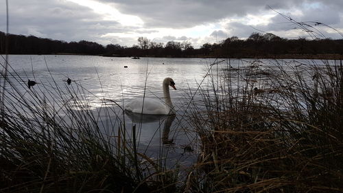 Swan swimming in lake against cloudy sky