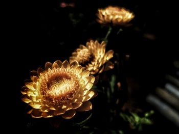 Close-up of wilted flower at night