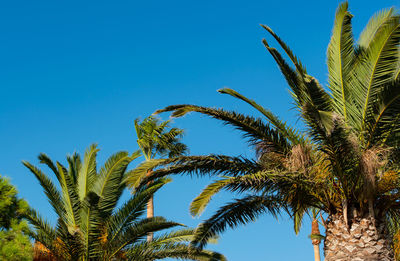 Palm with blue sky in the background