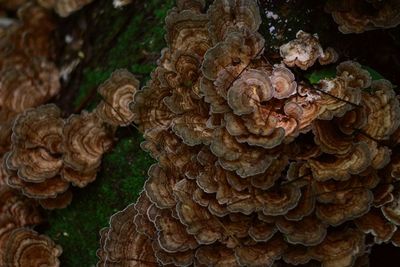 Close-up of mushrooms growing on tree trunk