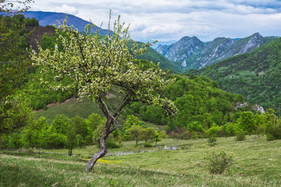 Scenic view of trees on field against sky