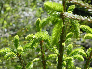 Close-up of young pine tree