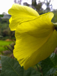 Close-up of yellow rose flower