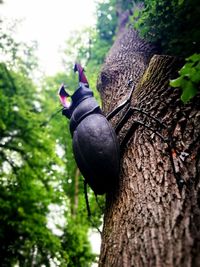 Low angle view of bird perching on tree trunk