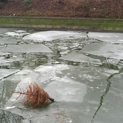 Reflection of trees in water