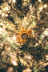 Close-up of christmas tree