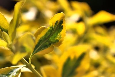 Close-up of yellow flowers