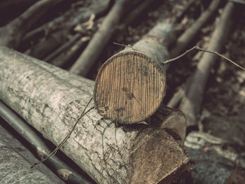 Close-up of wooden log on tree trunk