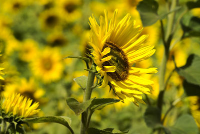 Close-up of yellow flower blooming outdoors