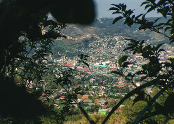 View of flowering plants against trees