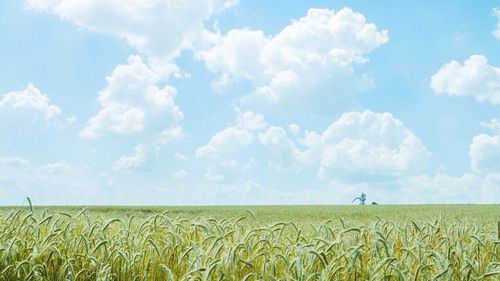 Scenic view of field against sky