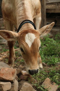 Cow standing in a field