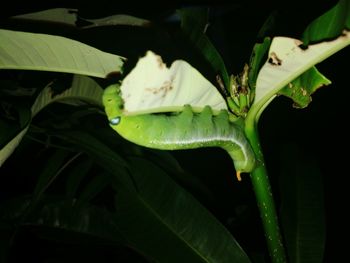 Close-up of green leaf on plant