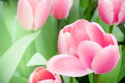 Close-up of pink tulips