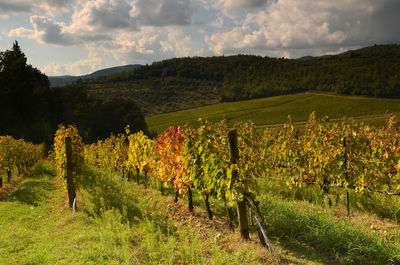 Scenic view of vineyard against sky