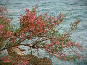 Close-up of fresh red tree against sky