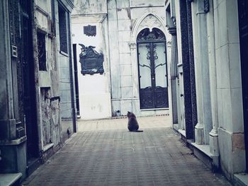 View of a cat on building