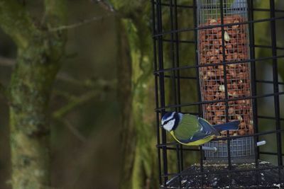 Bird perching on feeder at night