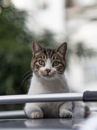 Close-up portrait of tabby cat