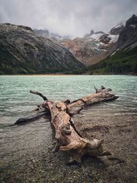 Driftwood in a lake