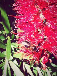 Close-up of honey bee on red flowers