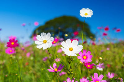 Close-up of pink cosmos flowers on field