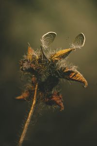 Close-up of insect on flower