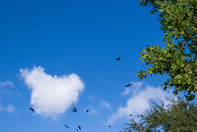 Low angle view of birds flying in sky