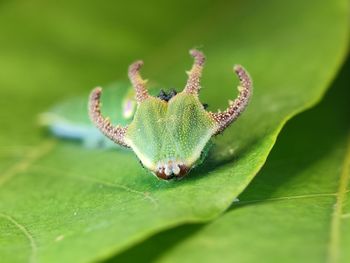 Close-up of insect on leaf