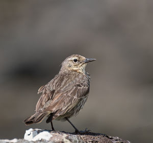 Close-up of bird perching outdoors