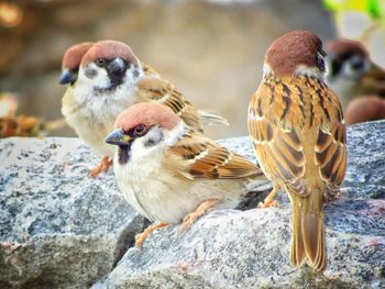 Close-up of birds on rock