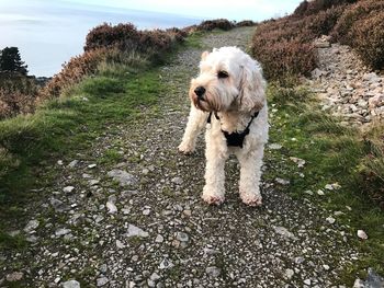 Dog standing on field