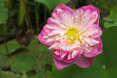 Close-up of pink flower blooming outdoors