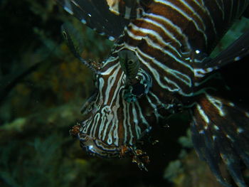 Close-up of fish swimming in sea