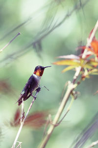 Close-up of bird perching on branch