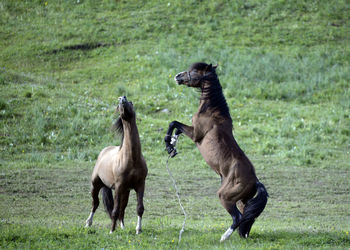 Horses on field