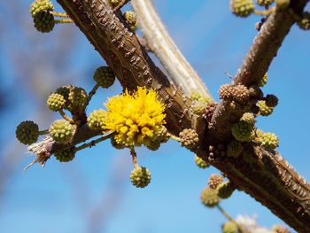 Low angle view of flowering plant against sky