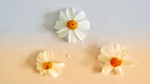 Close-up of white daisy