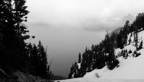 Trees on snow covered landscape against sky in foggy weather