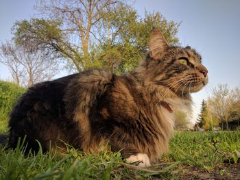 View of a cat on field