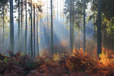 Pine trees in forest during autumn