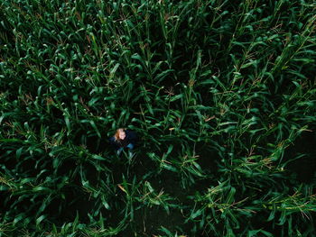 Full frame shot of plants on field