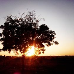 Sun shining through trees